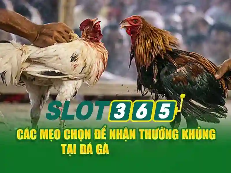 Slot365 - Nền tảng giải trí slot trực tuyến và trải nghiệm người chơi Giao diện nhà cái hoàn hảo