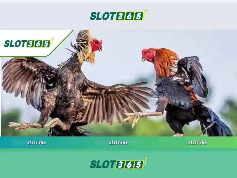 Slot365 la gi?