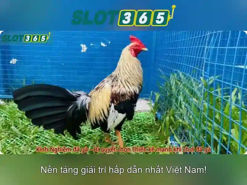 Slot365 là gì?